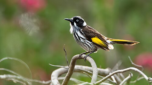 Witooghoningeter (Phylidonyris novaehollandiae)