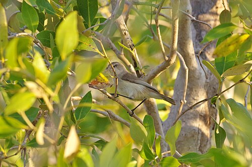 Witoogmangrovezanger (Gerygone tenebrosa)