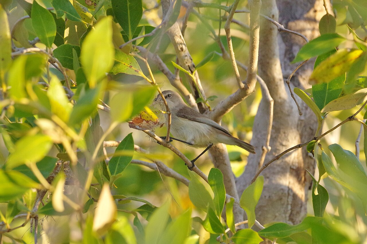 Dusky Gerygone (Gerygone tenebrosa)