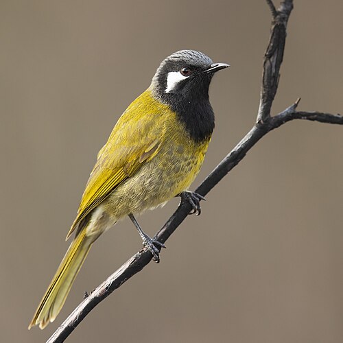 Witoorhoningeter (Nesoptilotis leucotis)
