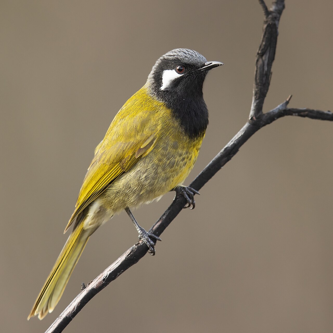 Mielero orejiblanco (Nesoptilotis leucotis)