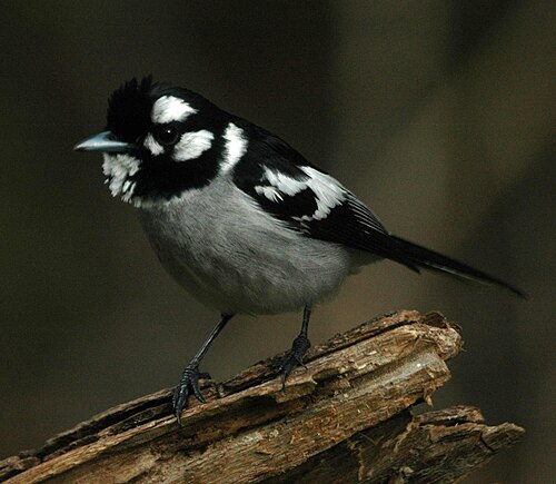 Witoormonarch (Carterornis leucotis)