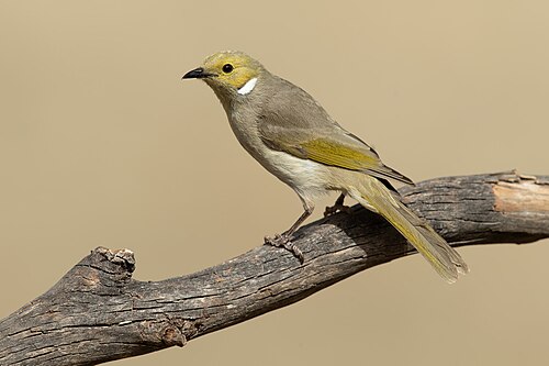 Witpluimhoningeter (Ptilotula penicillata)