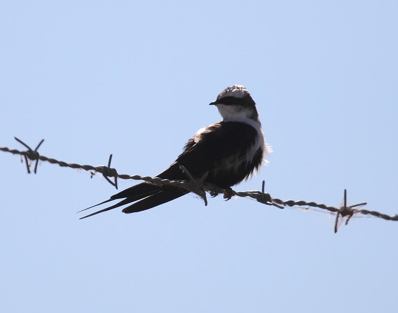 White-backed Swallow (Cheramoeca leucosterna)