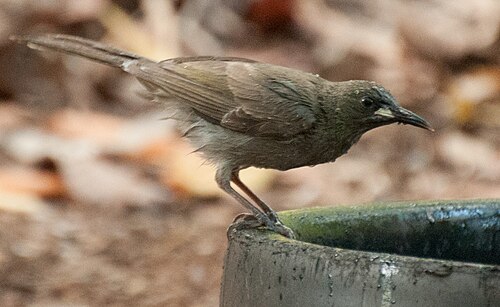 Witsnavelhoningeter (Stomiopera unicolor)