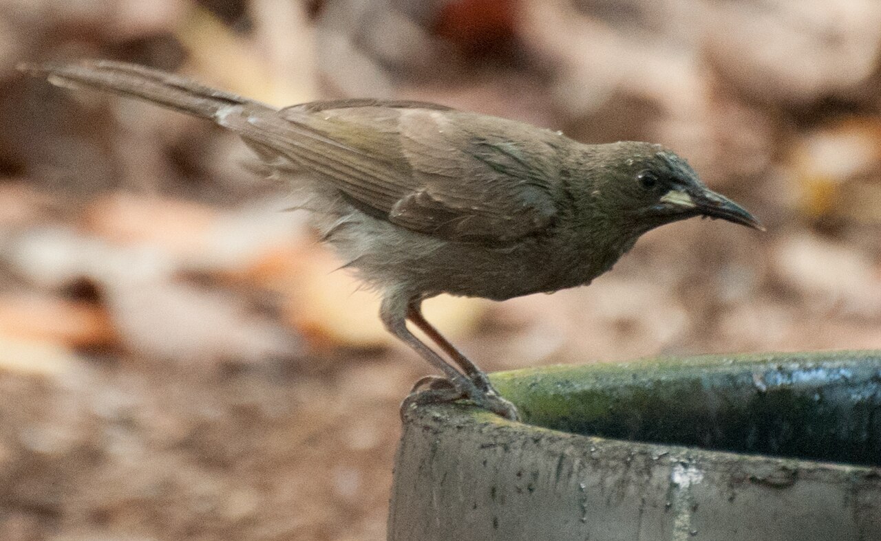 Witsnavelhoningeter (Stomiopera unicolor)
