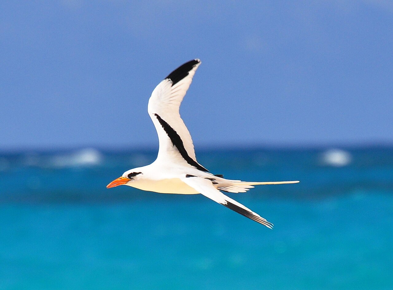 Ave del trópico de cola blanca (Phaethon lepturus)