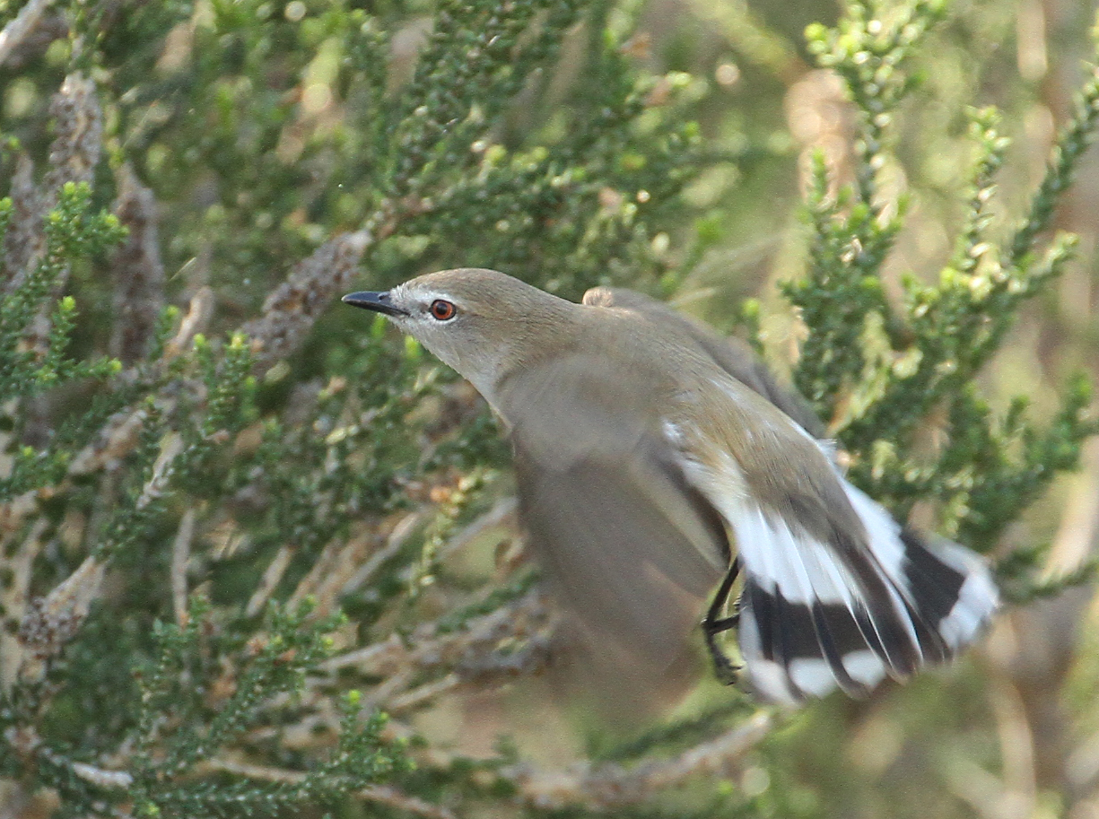 Western Gerygone (Gerygone fusca)