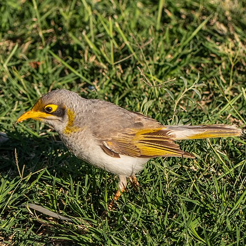 Witstuithoningeter (Manorina flavigula)