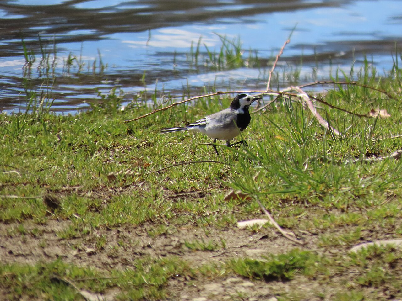 Witte kwikstaart (Motacilla alba)