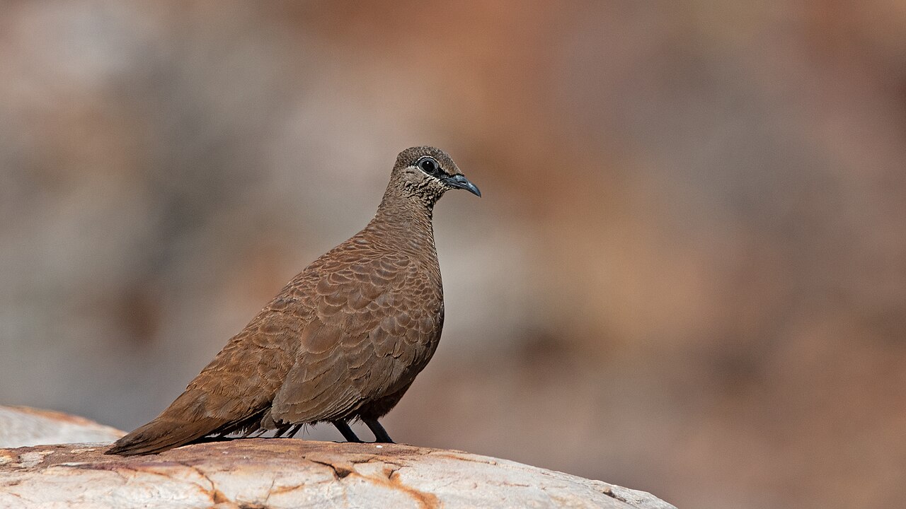 Paloma roquera aliblanca (Petrophassa albipennis)