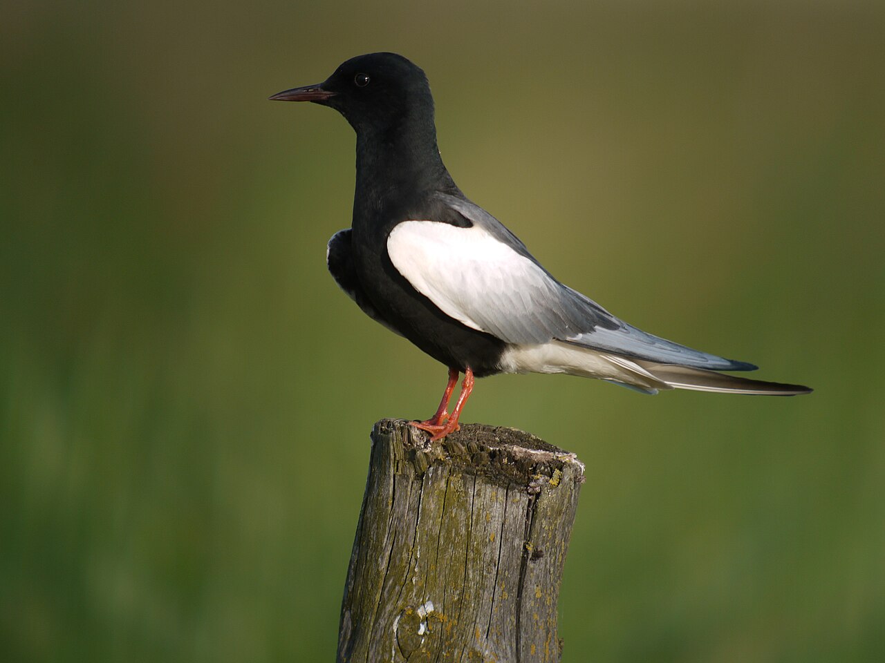Witvleugelstern (Chlidonias leucopterus)