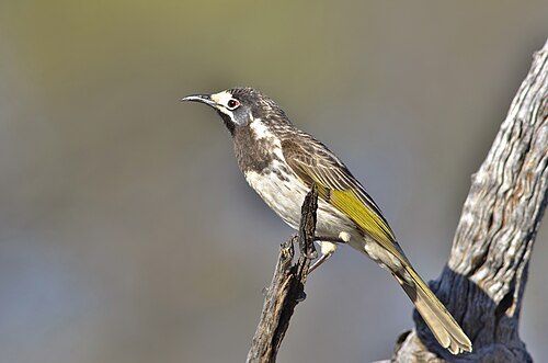 Witvoorhoofdhoningeter (Purnella albifrons)