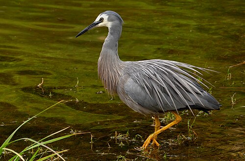 Witwangreiger (Egretta novaehollandiae)