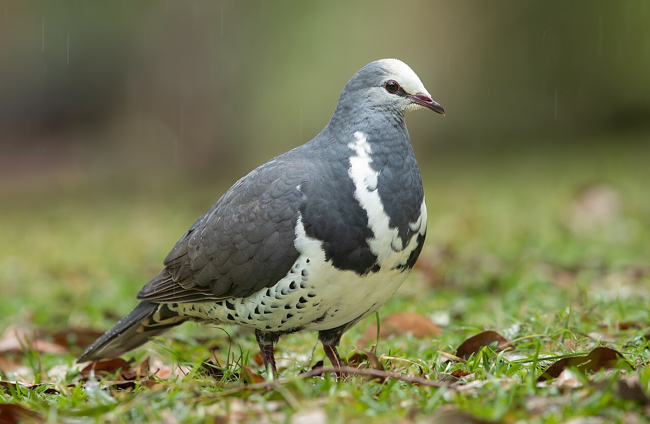 Paloma wonga (Leucosarcia melanoleuca)