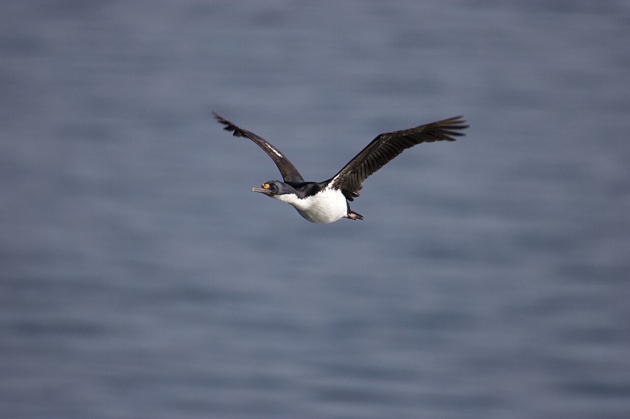 Wrattenaalscholver (Leucocarbo carunculatus)
