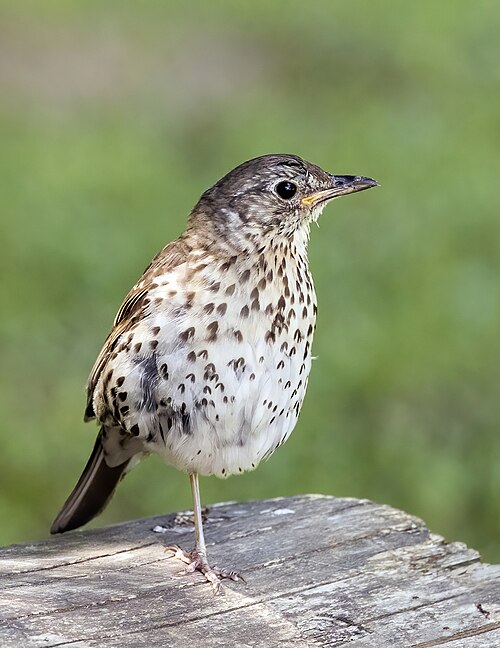 Zanglijster (Turdus philomelos)