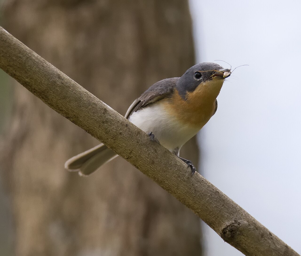 Zilvermonarch (Myiagra rubecula)