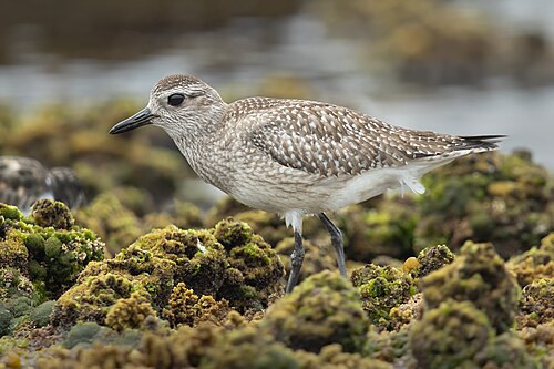 Zilverplevier (Pluvialis squatarola)