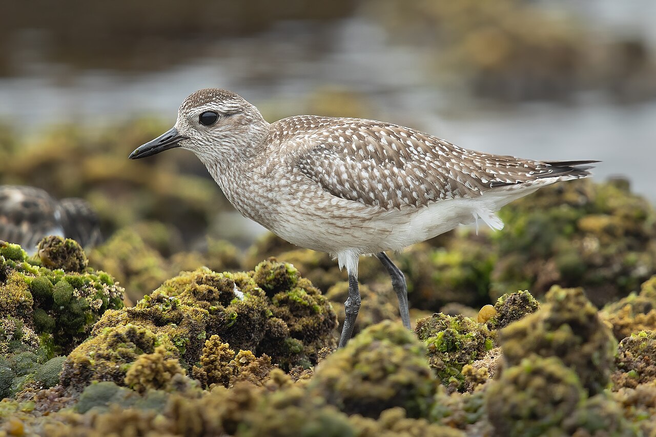 Zilverplevier (Pluvialis squatarola)