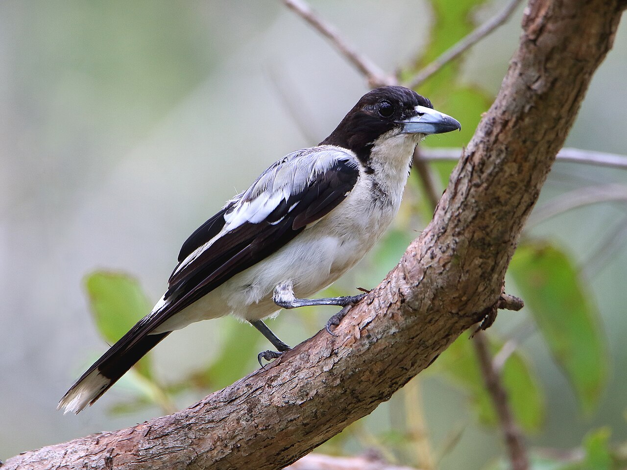 Silver-backed Butcherbird (Cracticus argenteus)