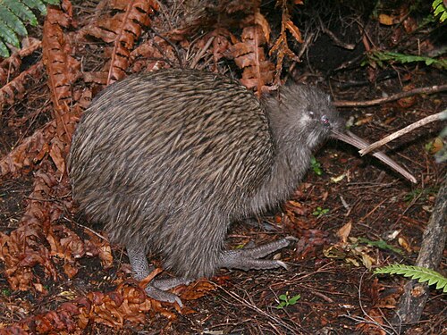 Zuidelijke bruine kiwi (Apteryx australis)