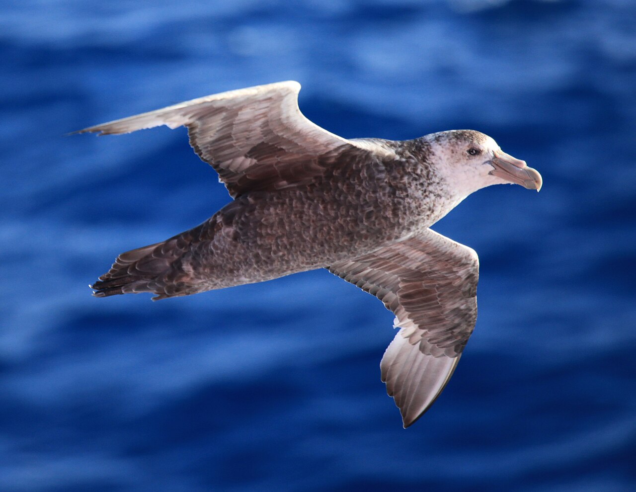 Zuidelijke reuzenstormvogel (Macronectes giganteus)