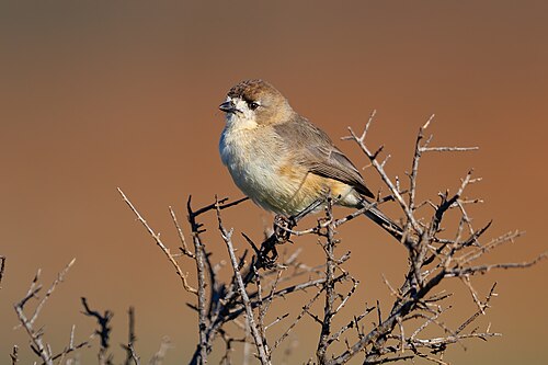 Zuidelijke witgezicht (Aphelocephala leucopsis)