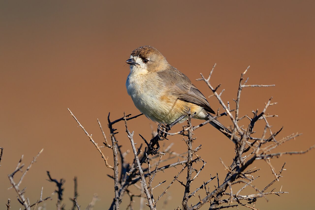 Southern Whiteface (Aphelocephala leucopsis)