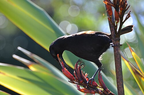 Zuidelijke zadelrug (Philesturnus carunculatus)