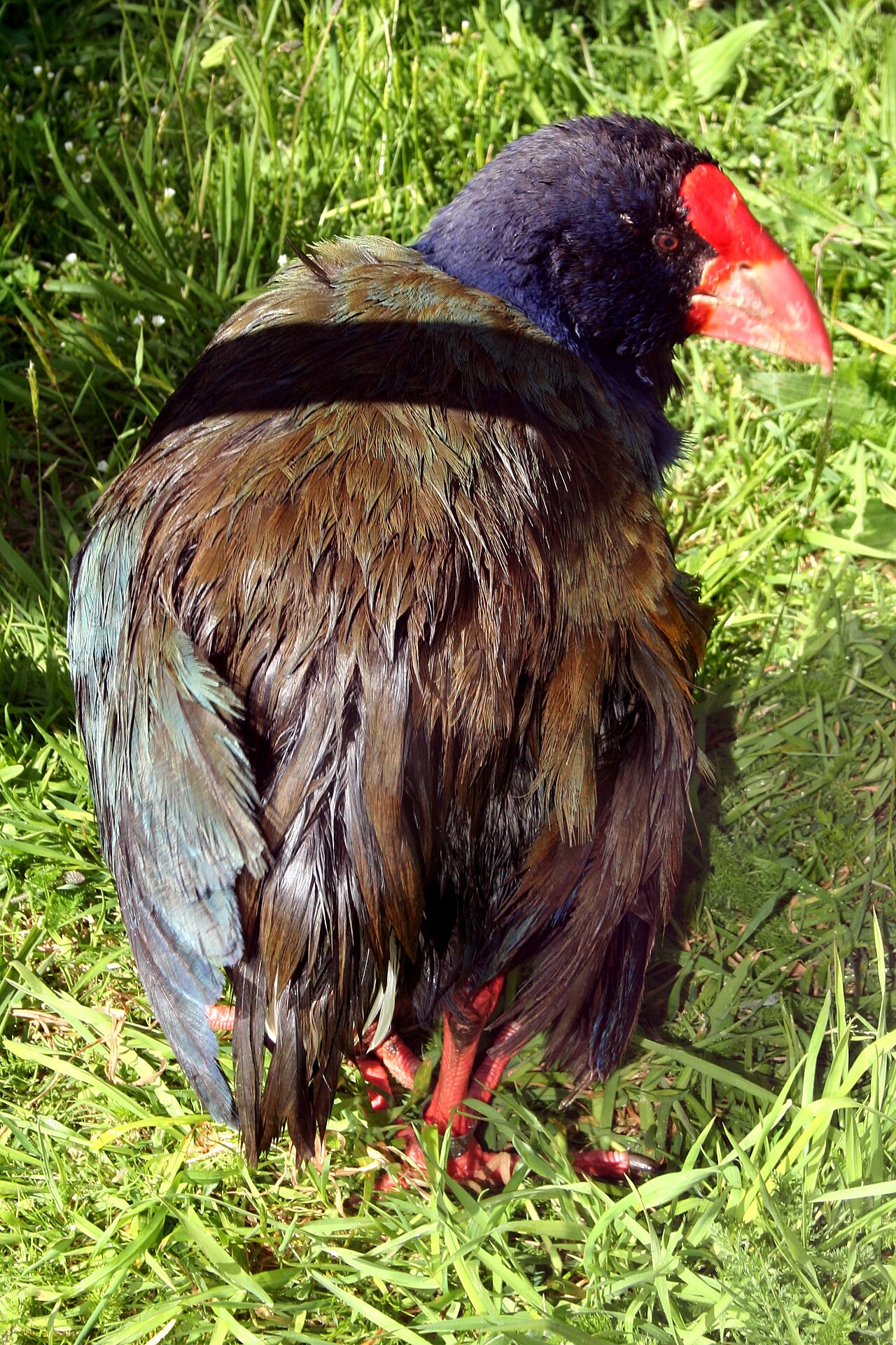 Calamón takahe (Porphyrio hochstetteri)