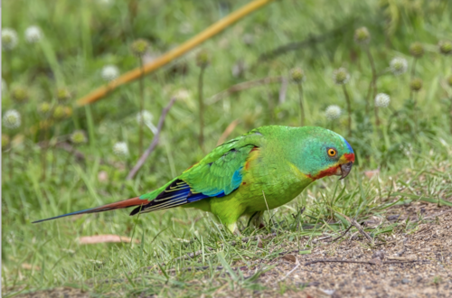 Zwaluwpapegaai (Lathamus discolor)
