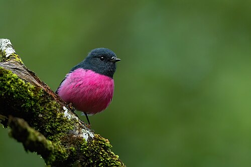 Zwart-roze vliegenvanger (Petroica rodinogaster)