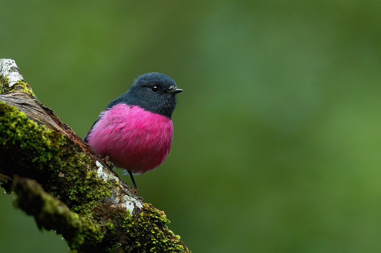 Pink Robin (Petroica rodinogaster)