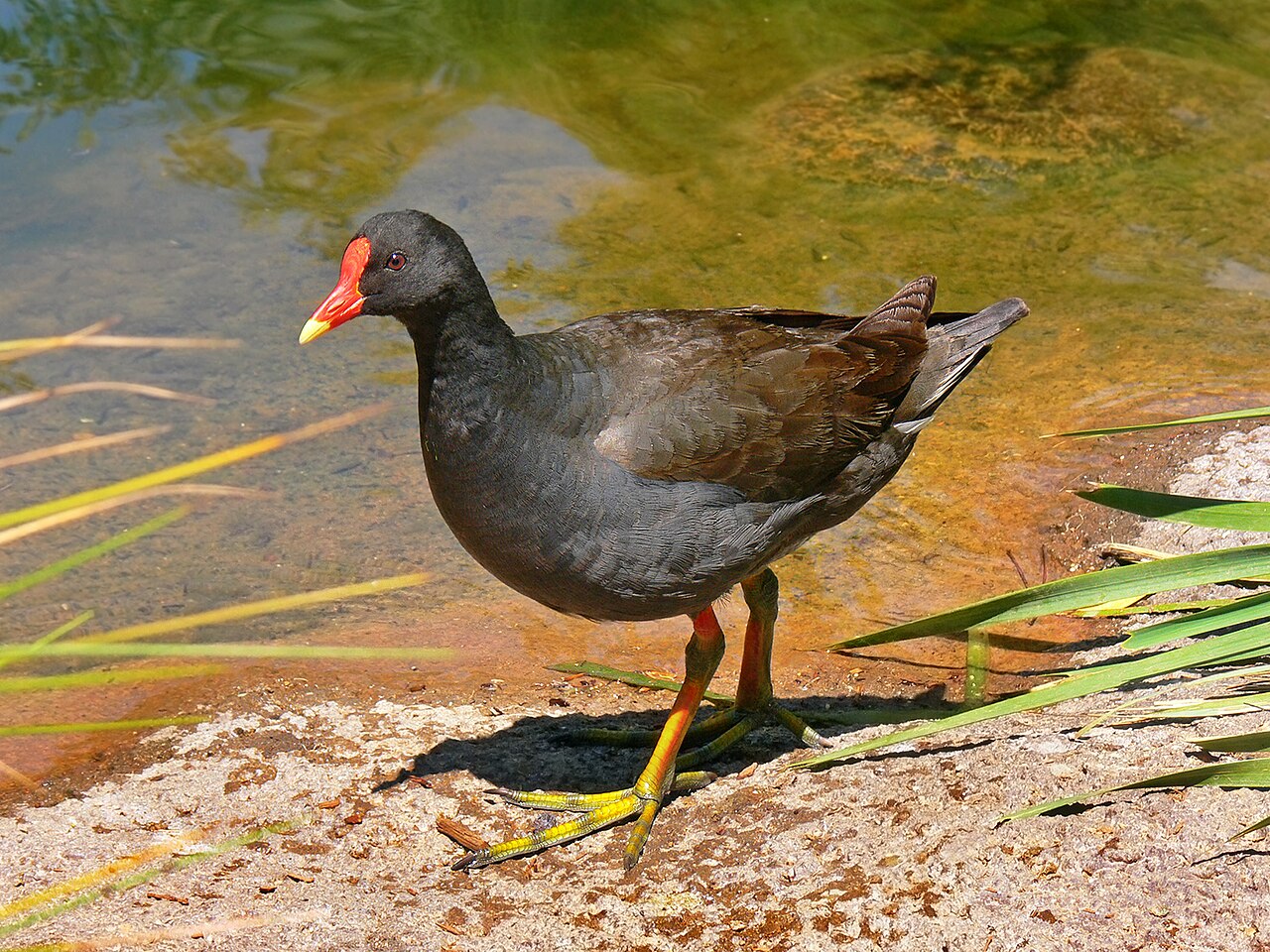 Zwart waterhoen (Gallinula tenebrosa)