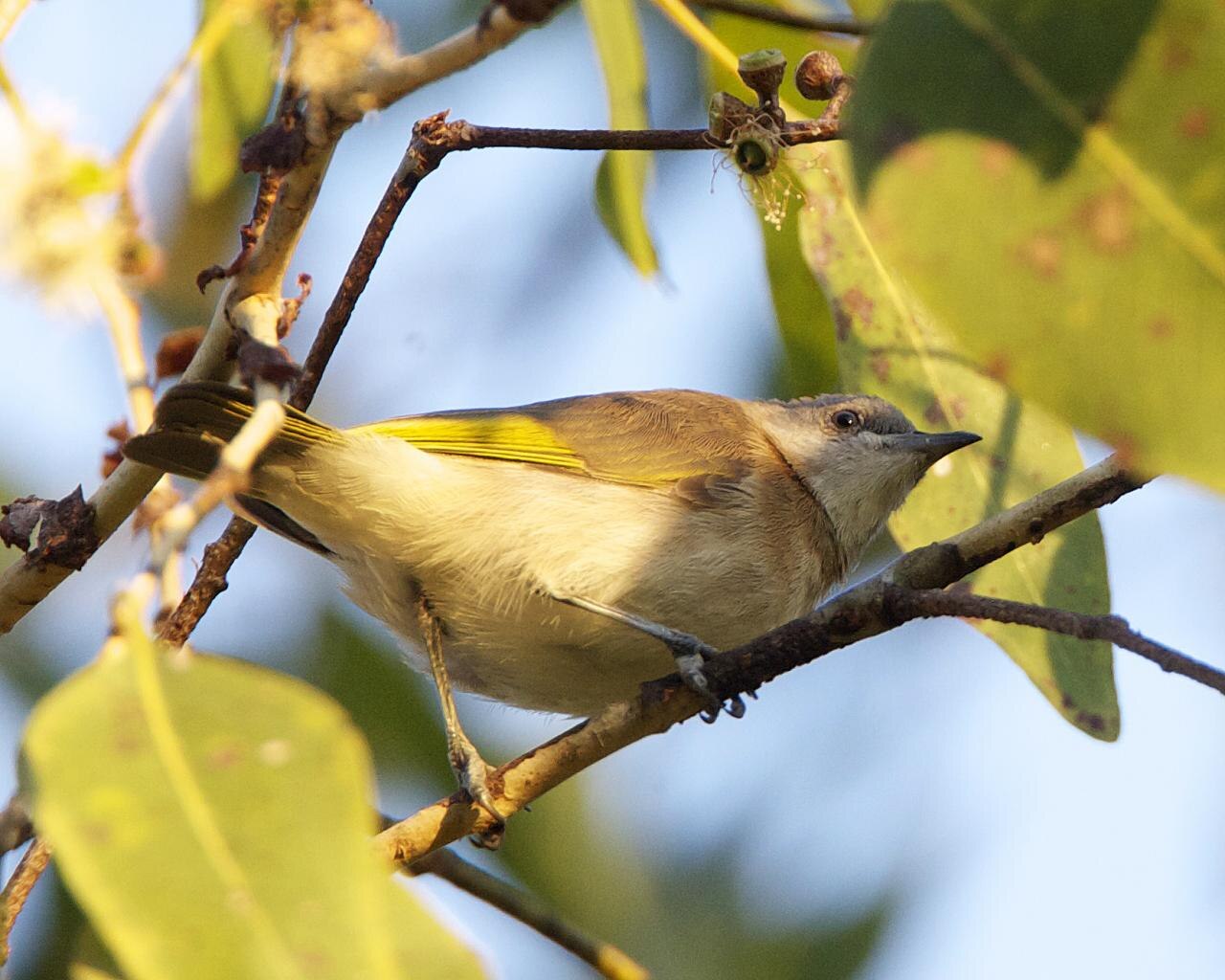 Zwartbandhoningeter (Cissomela pectoralis)