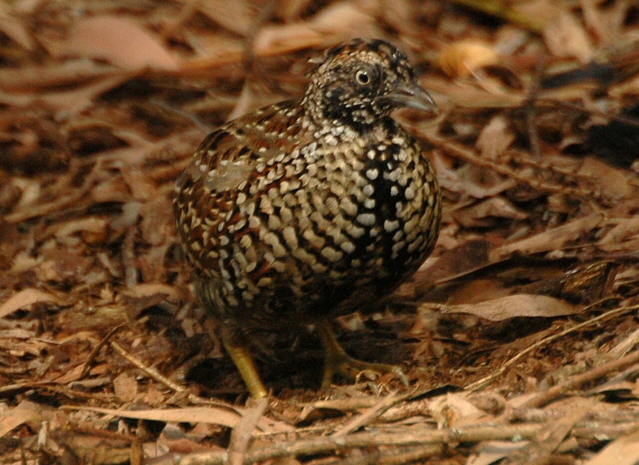 Black-breasted Buttonquail (Turnix melanogaster)