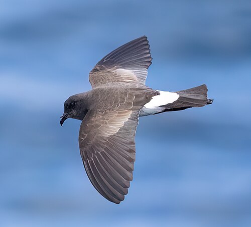 Zwartbuikstormvogeltje (Fregetta tropica)