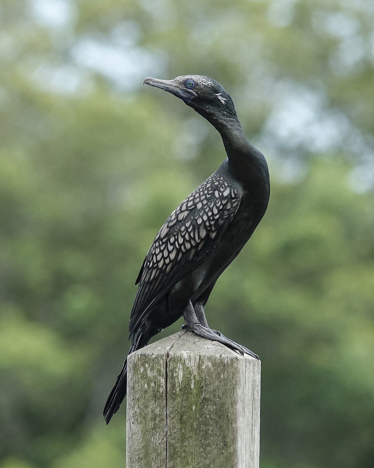 Cormorán totinegro (Phalacrocorax sulcirostris)