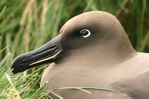 Zwarte albatros (Phoebetria fusca)