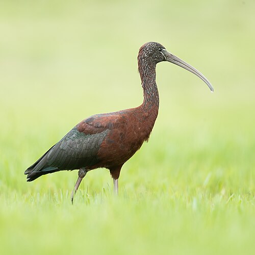 Zwarte ibis (Plegadis falcinellus)