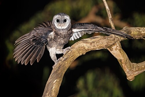Zwarte kerkuil (Tyto tenebricosa)