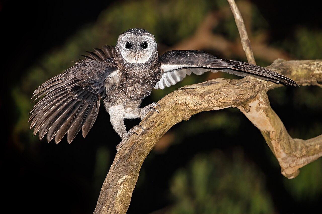 Sooty Owl (Tyto tenebricosa)
