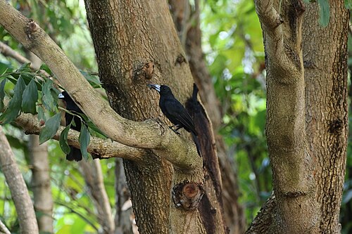 Zwarte orgelvogel (Melloria quoyi)