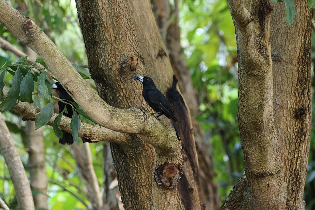 Verdugo negro (Melloria quoyi)