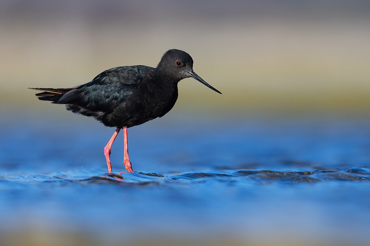 Zwarte steltkluut (Himantopus novaezelandiae)