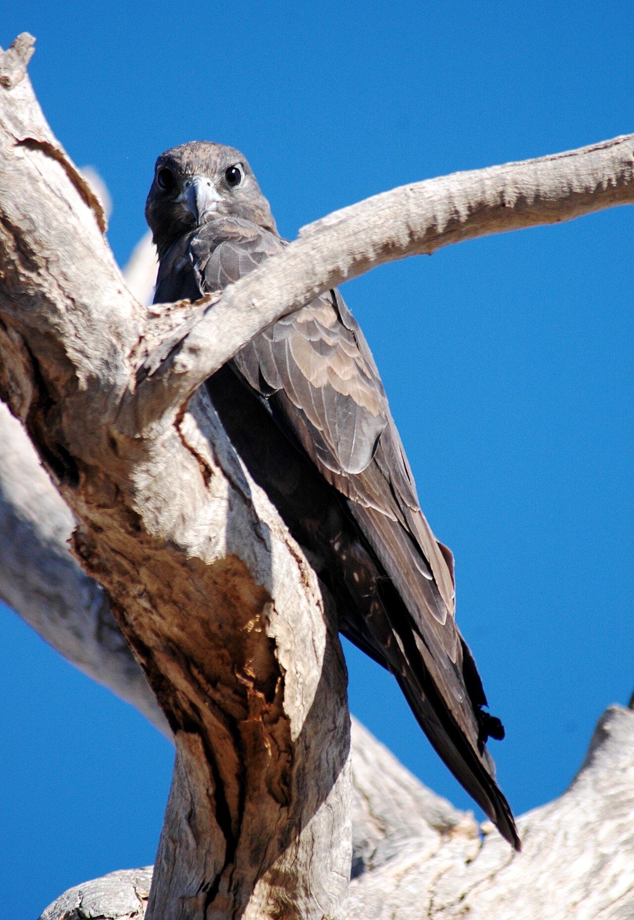 Halcón negro (Falco subniger)
