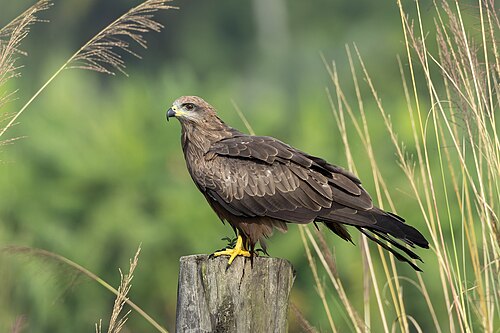 Zwarte wouw (Milvus migrans)