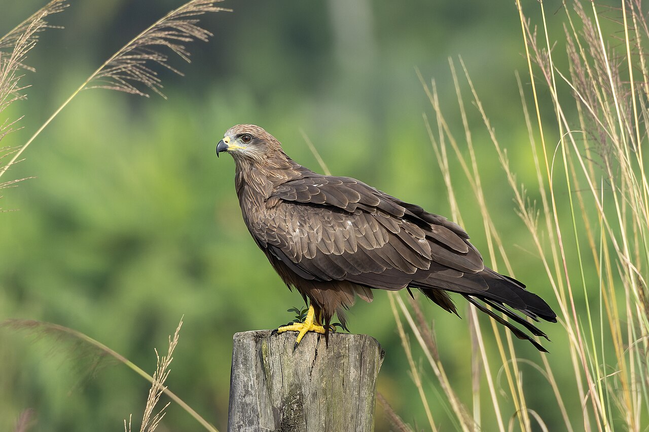 Zwarte wouw (Milvus migrans)