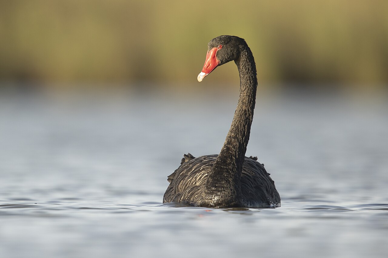 Zwarte zwaan (Cygnus atratus)